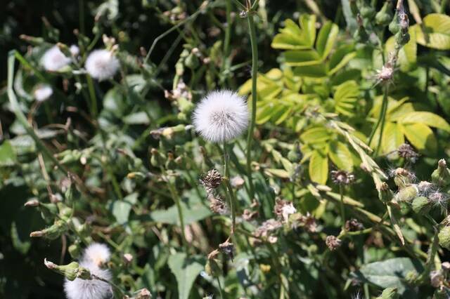 a-plant-with-airborne-seeds-nature-photo-v0-2ip1hdf5dx9g1