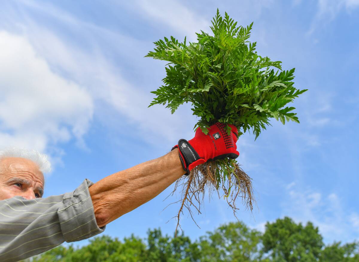 Action day against Ambrosia