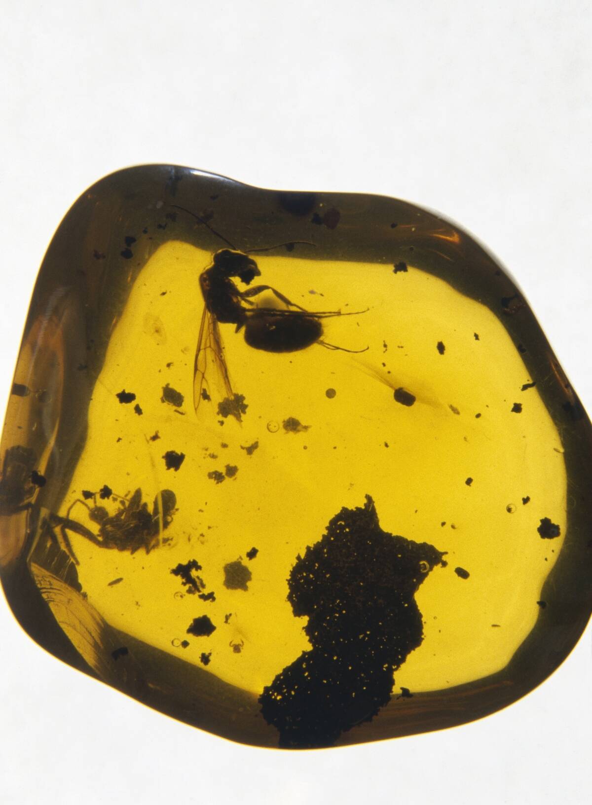 Amber block, containing vegetal detritus and wasp