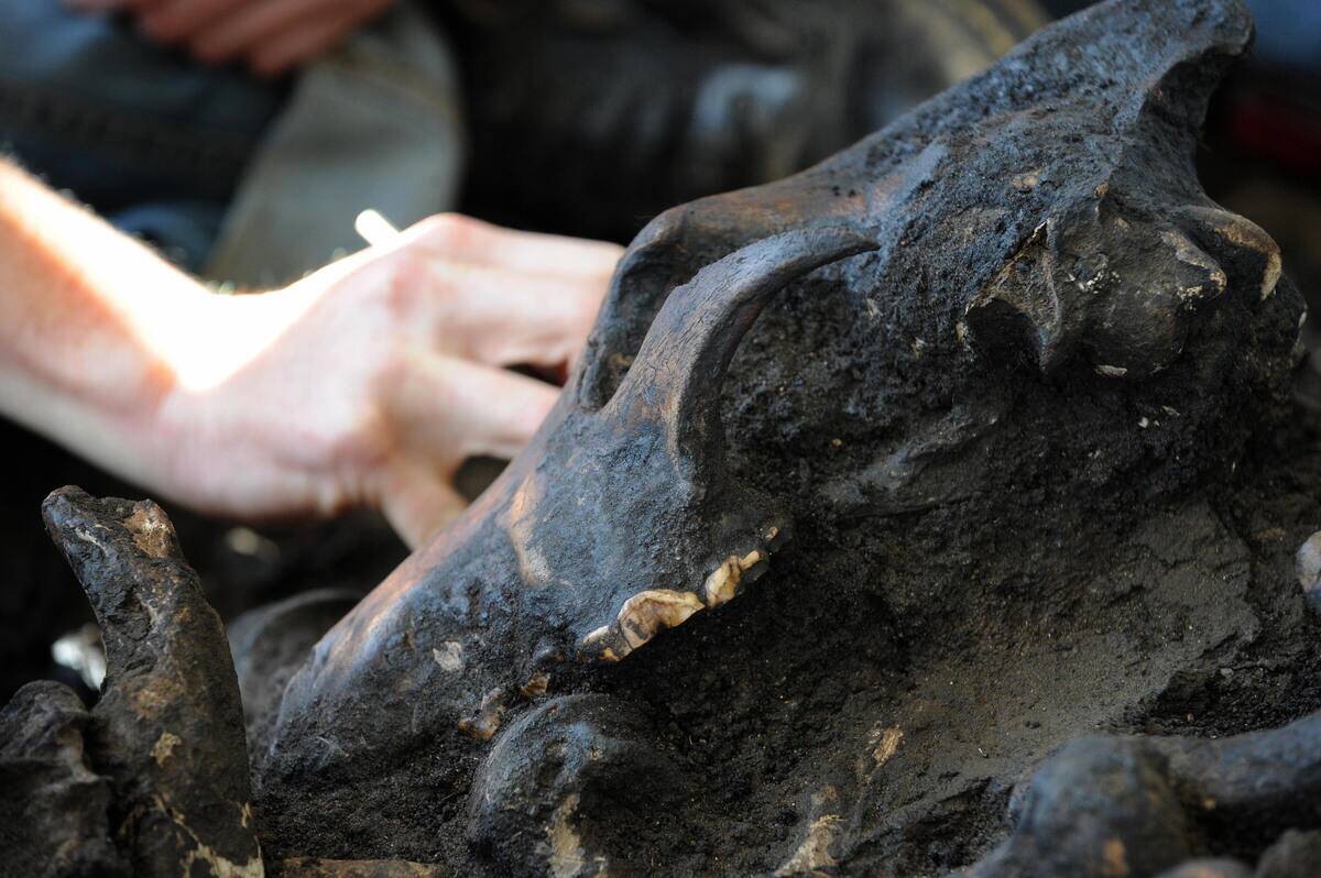 An excavator digs around a skull of an I