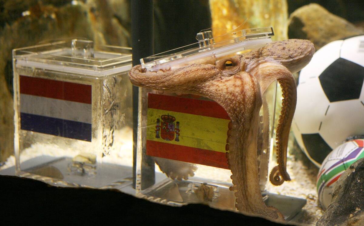 An octopus named Paul opens a box with d