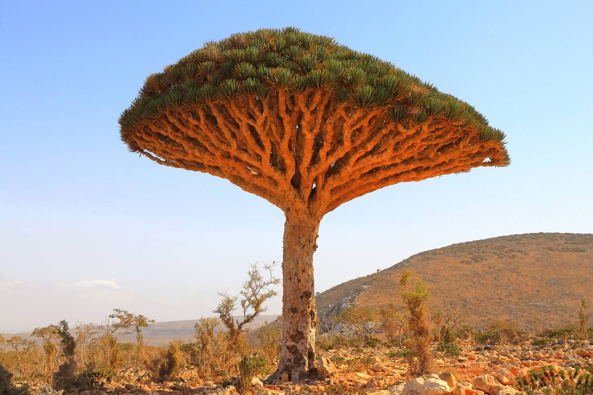 An umbrella-like Dragon Blood Tree