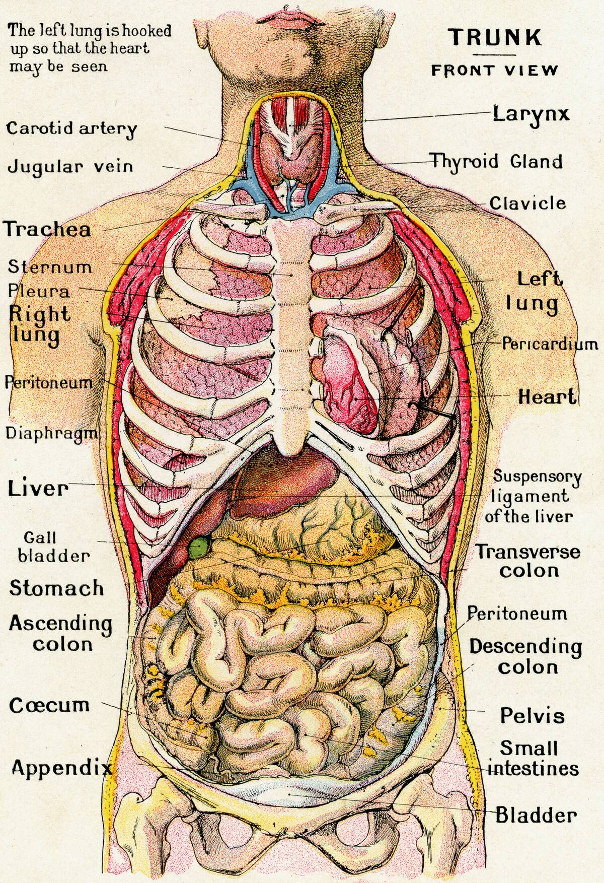 Anatomical View Of Human Torso