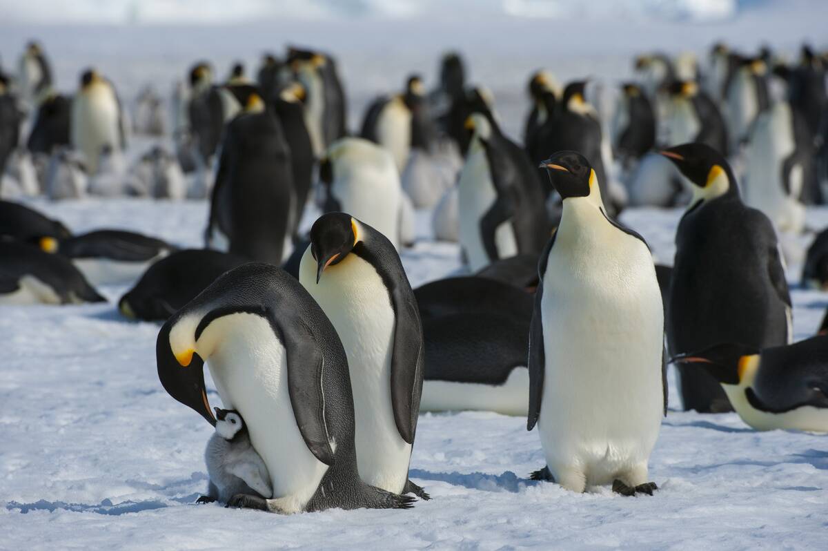 Antarctica, Weddell Sea, Snow Hill Island, Emperor Penguins...