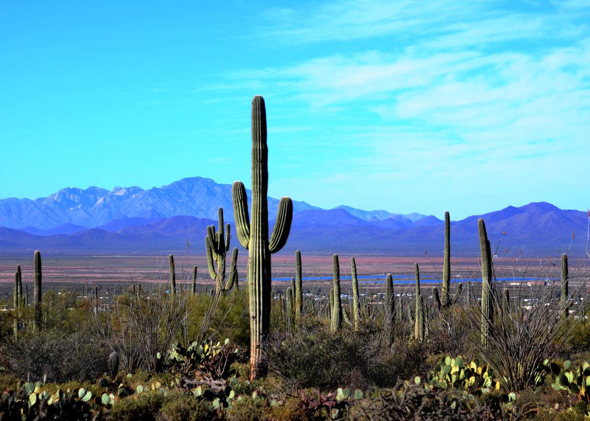 The towering saguaro cactus grows profusely throughout the desert landscape in Saguaro National Park near Tucson, Arizona.