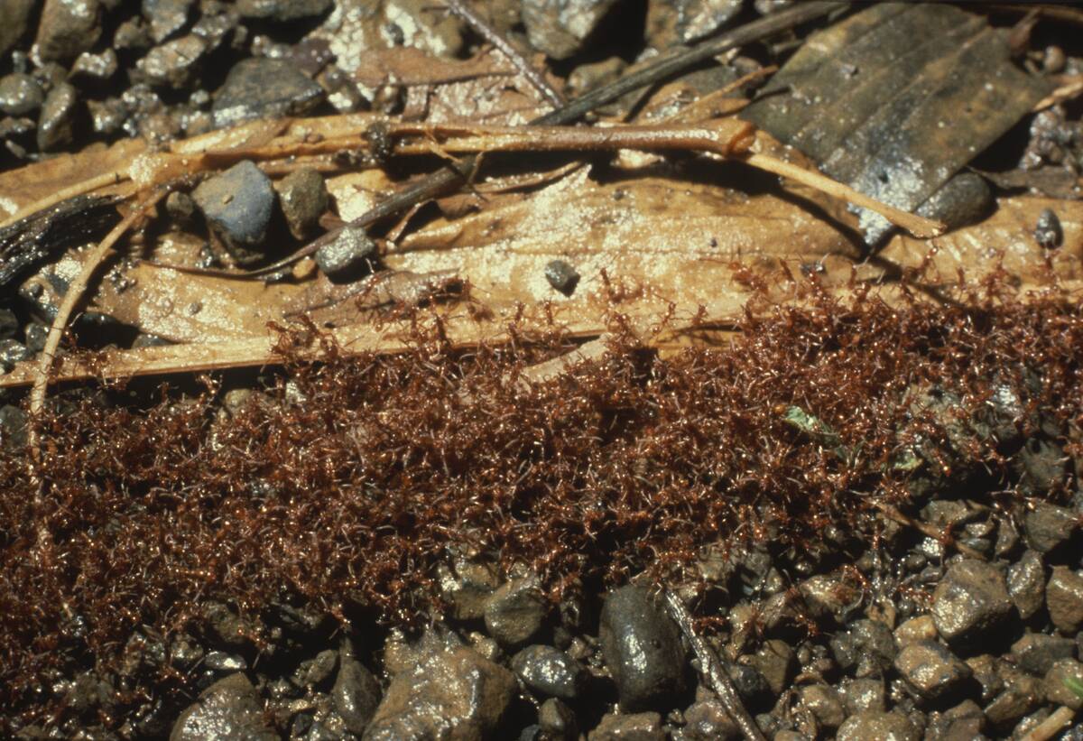 Army ant living bridge