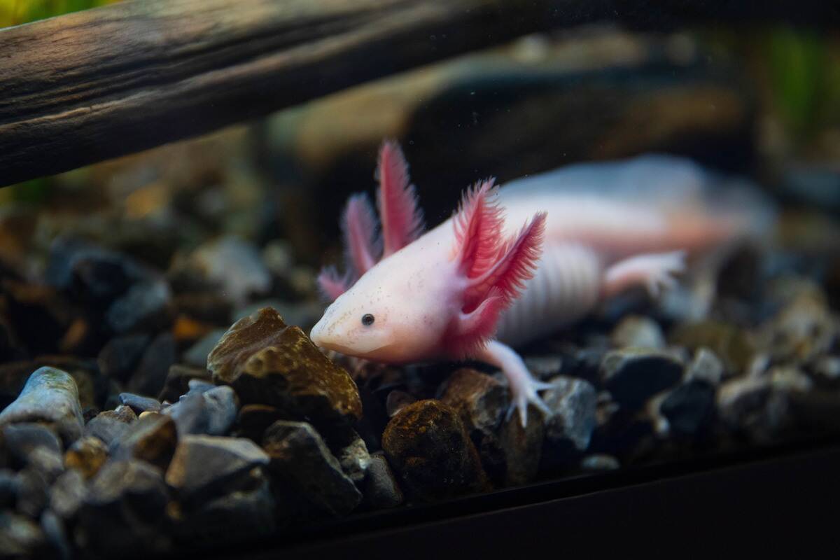 Axolotl Museum and Amphibians Conservation Centre in Mexico City