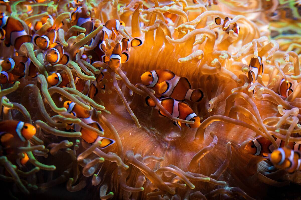Clownfish also known as anemonefish pictured in their...