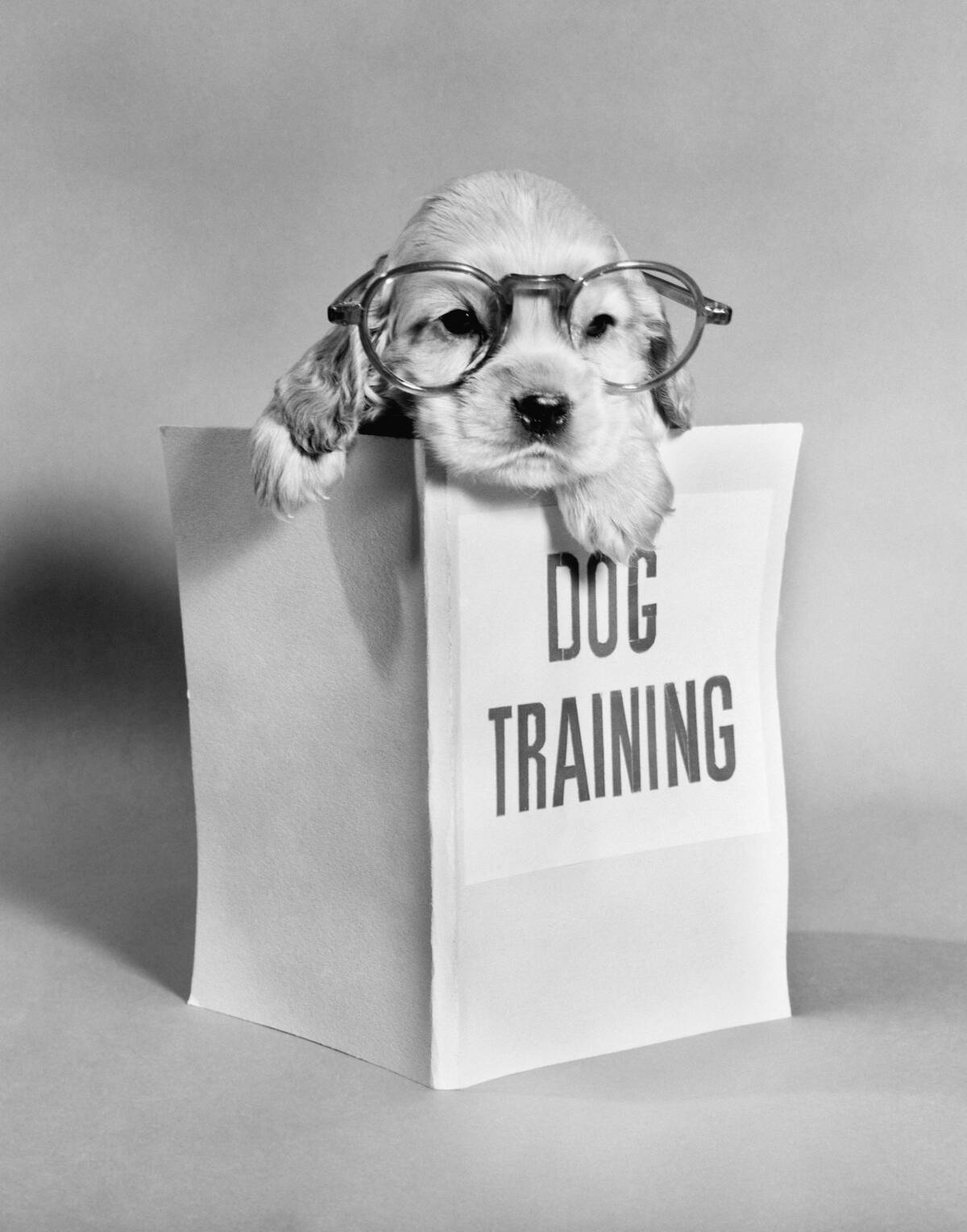 Cocker Spaniel Puppy