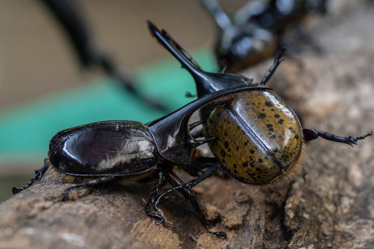 COLOMBIA-ENVIRONMENT-WASTE-BEETLES-FERTILIZER