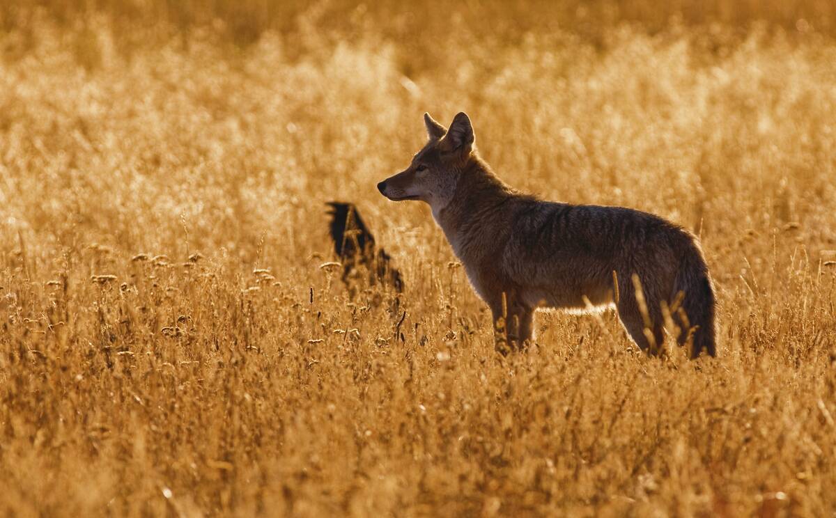 Coyote / prairie wolf (Canis latrans) and raven standing in tall grass at sunset, Yellowstone National Park, Wyoming, US