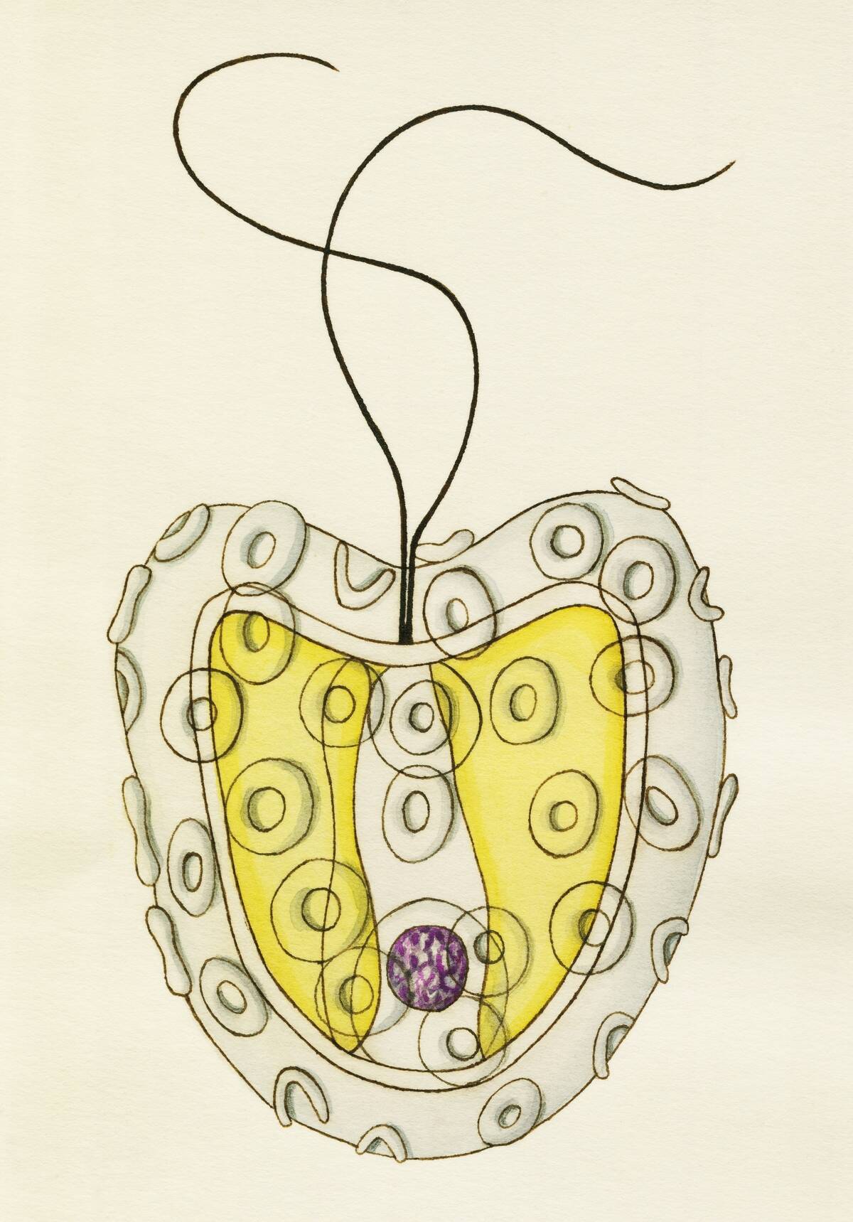 Diagram of the structure of Hymenomonas roseola...