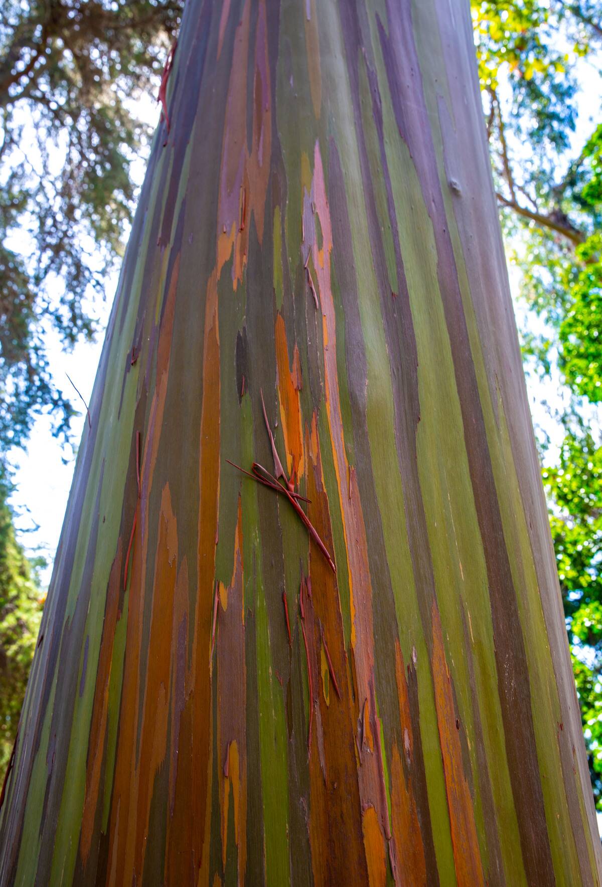 Exploring L.A.'s Westwood Village