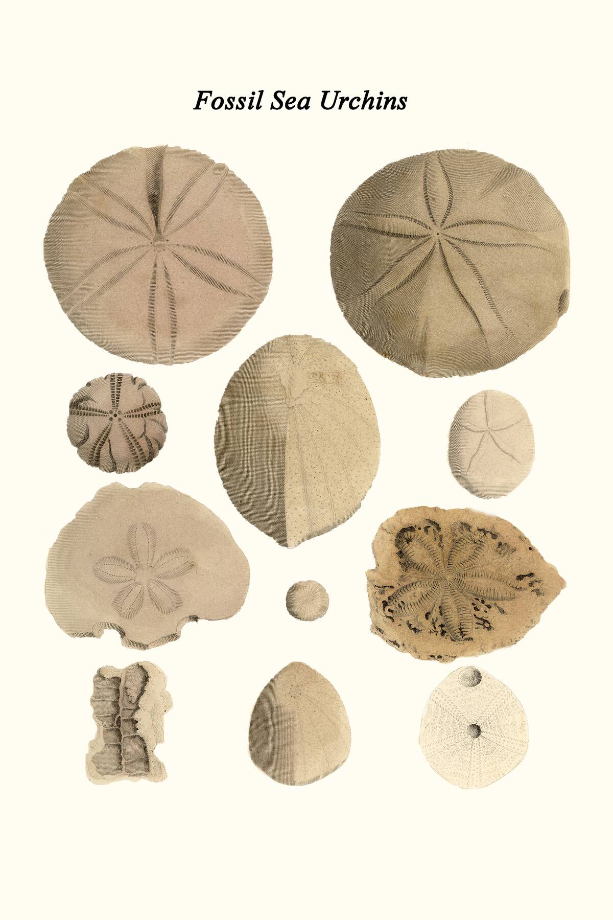 Fossil Sea Urchins