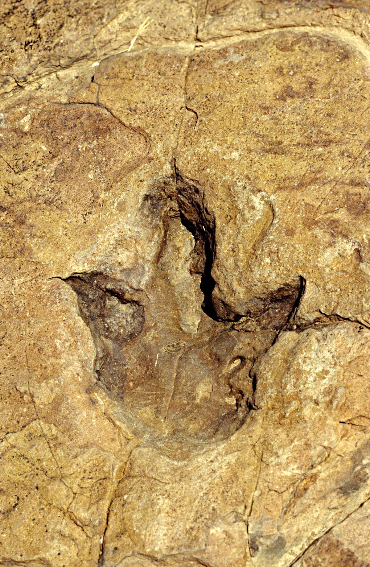 Fossilised Dinosaur Footprint, Otjihaenamaparero, Namibia