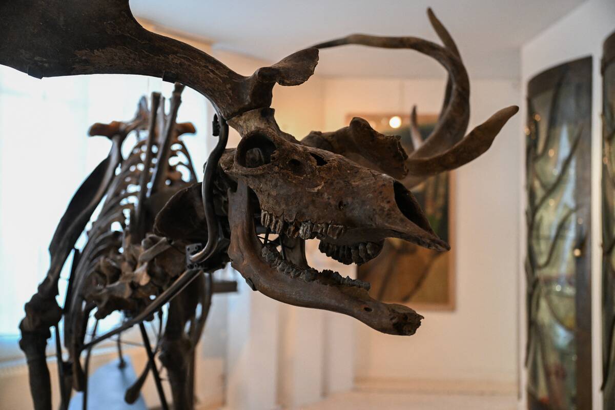 FRANCE-PALAEONTOLOGY-AUCTION