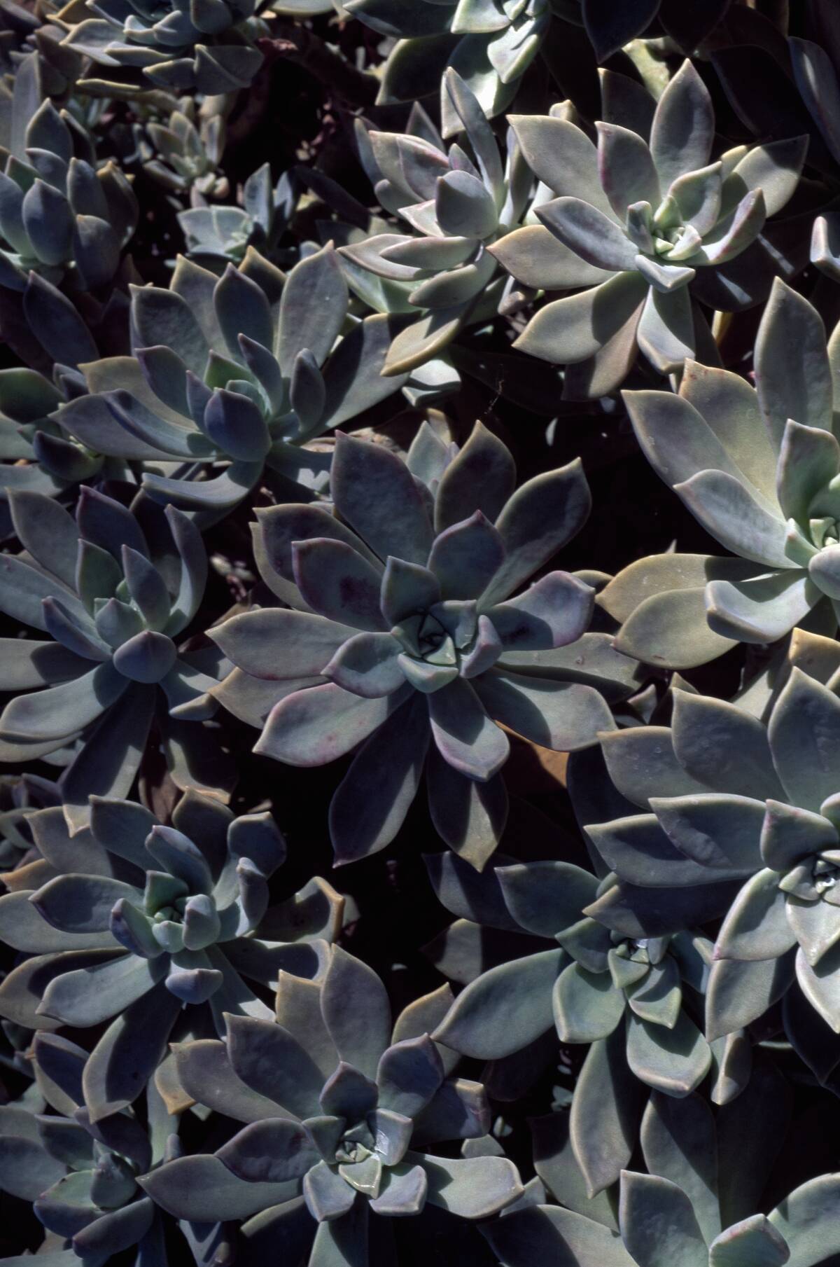 Ghost plant (Graptopetalum paraguayense)...