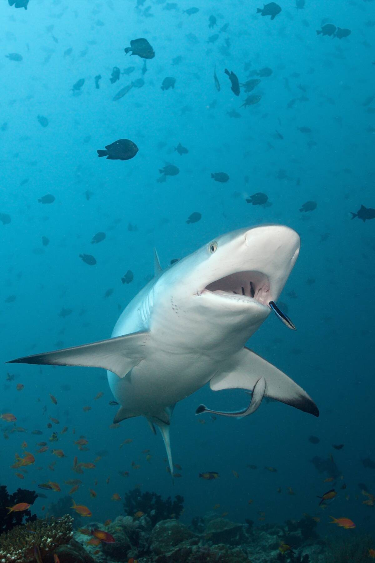 Grey Reef Shark with Cleaner Wrasse, Carcharhinus amblyrhynchos, Labroides dimidiatus, Hafsaa Thila, North Ari Atoll, Maldives