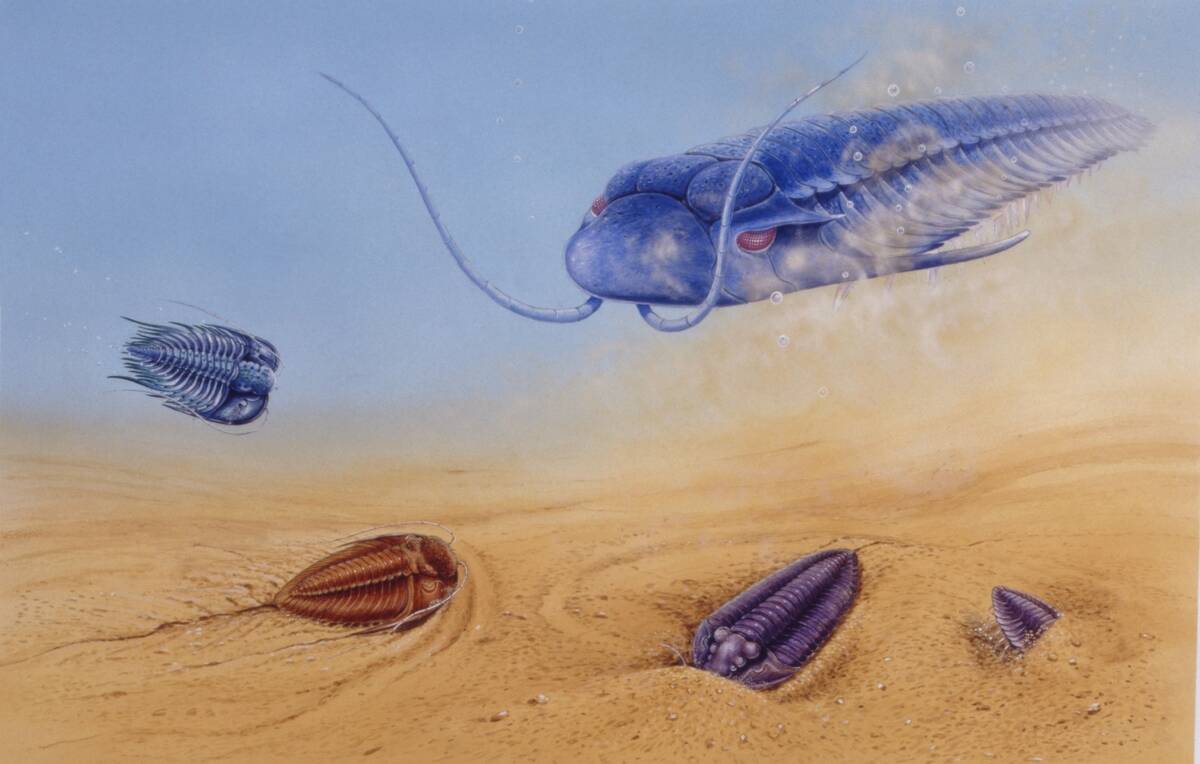 Illustration of Trilobites from Paleozoic period underwater