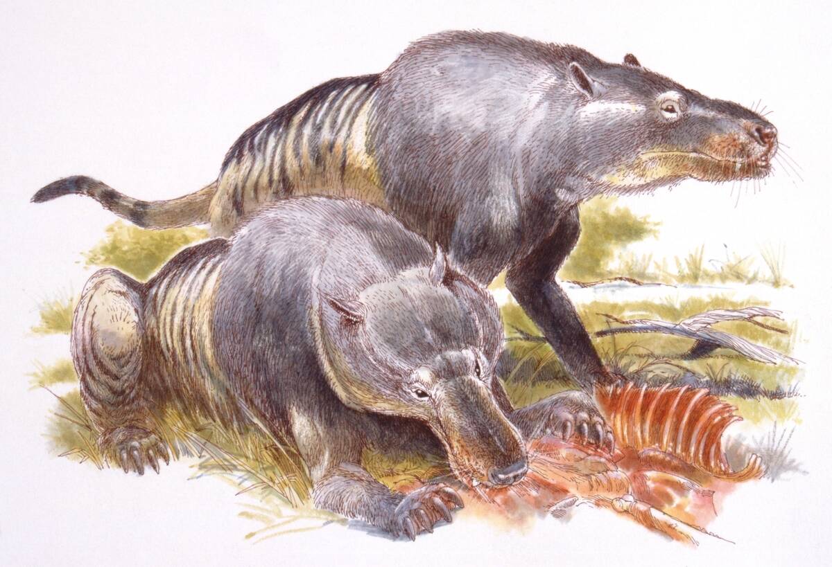 Illustration of two Andrewsarchus (creodont) feeding
