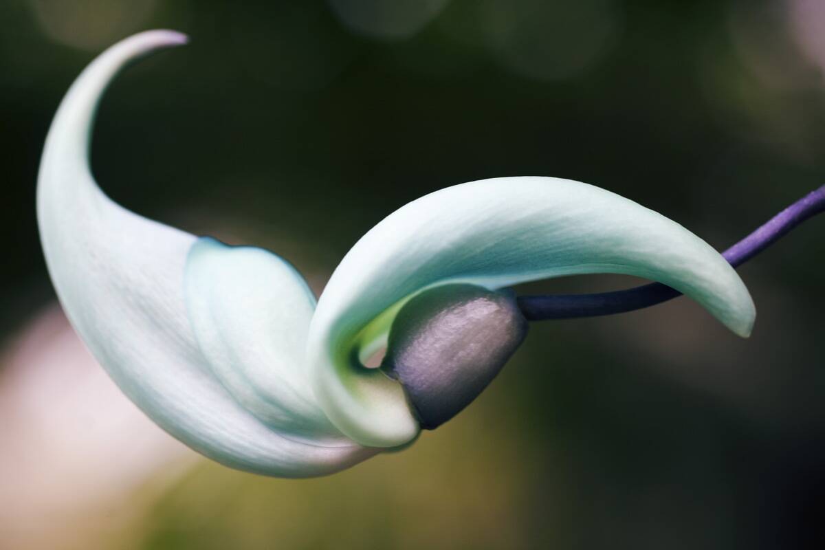 Jade vine.