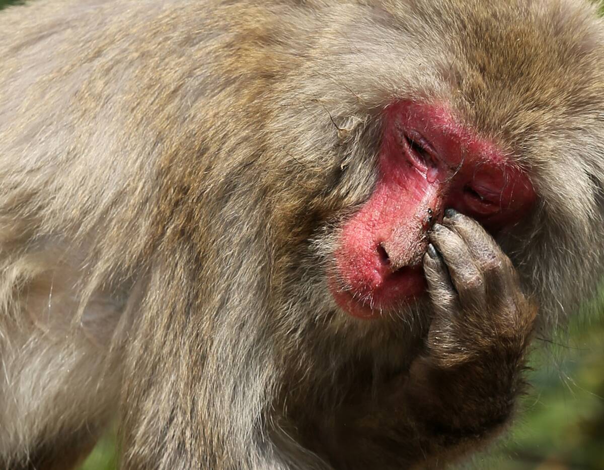 Japanese Macaque Monkeys Suffer From Hay Fever