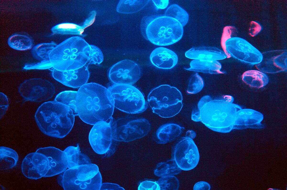 Jellyfish