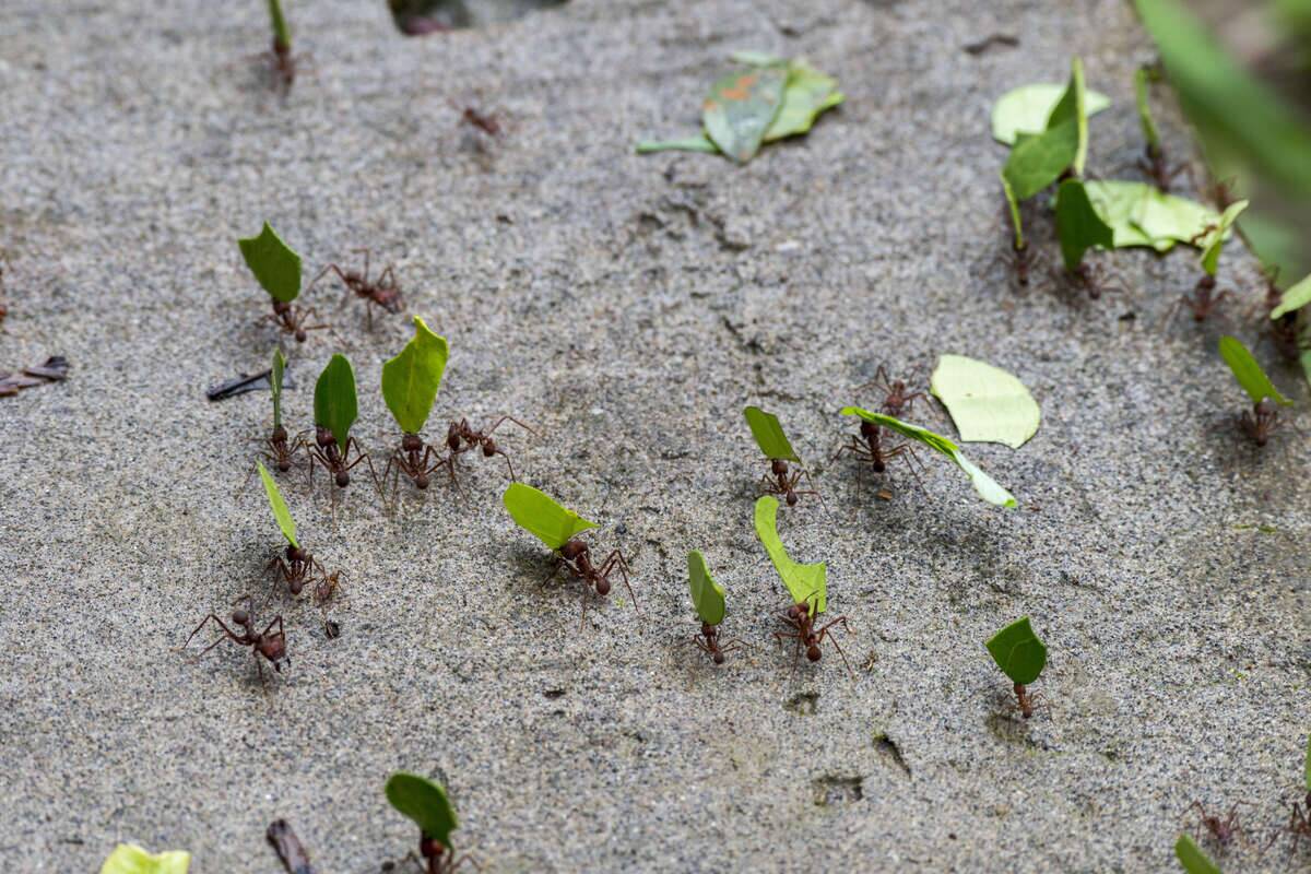 Leafcutter ants carry sections of leaves larger than their...