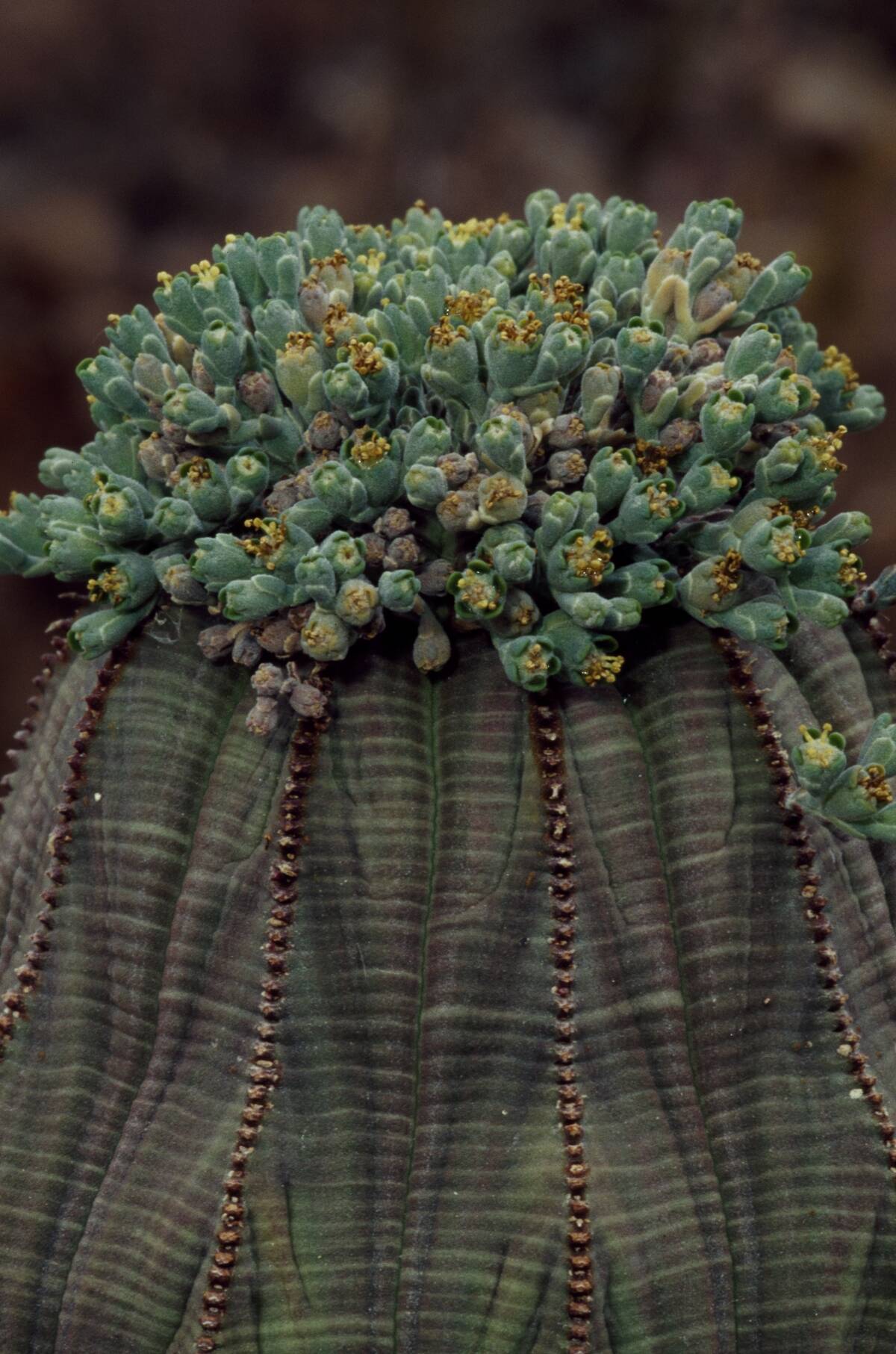 Living baseball (Euphorbia obesa)...