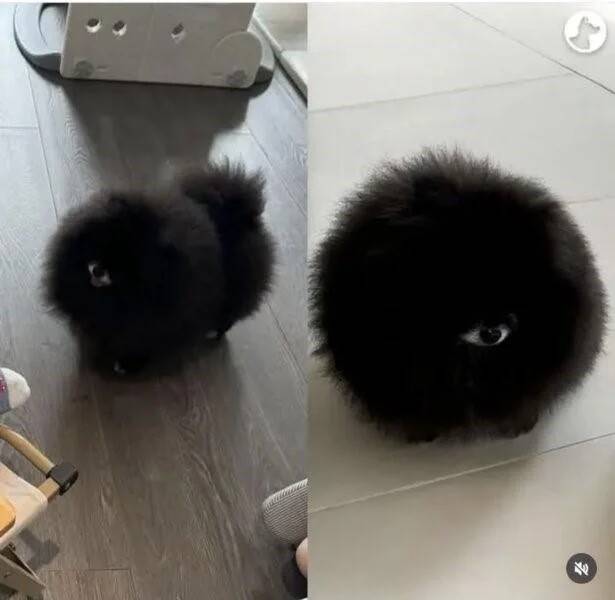 look-closely-its-his-snout-v0-nbqca4s58ahg1