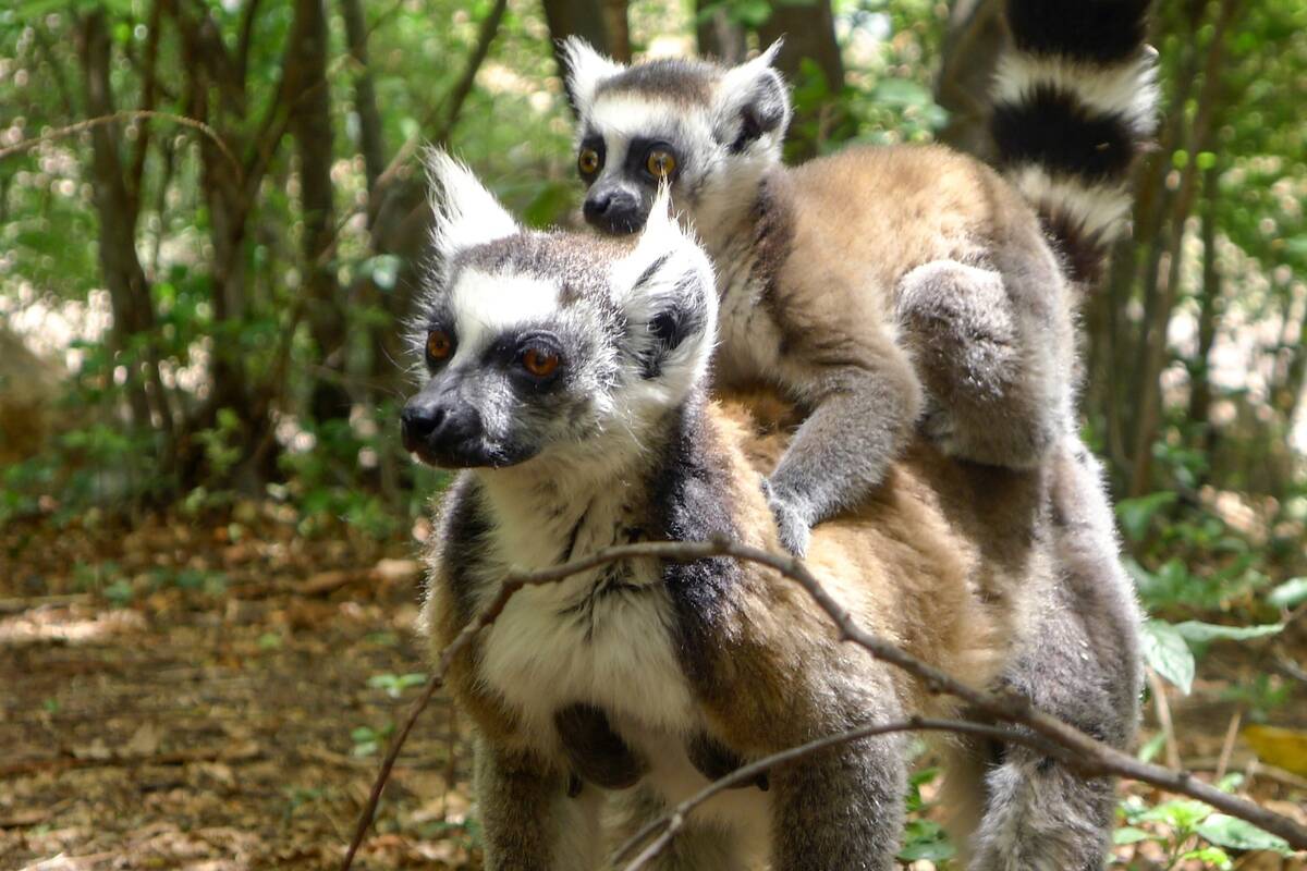 MADAGASCAR-ICOAST-ENVIRONMENT-ANIMALS-AFRICA