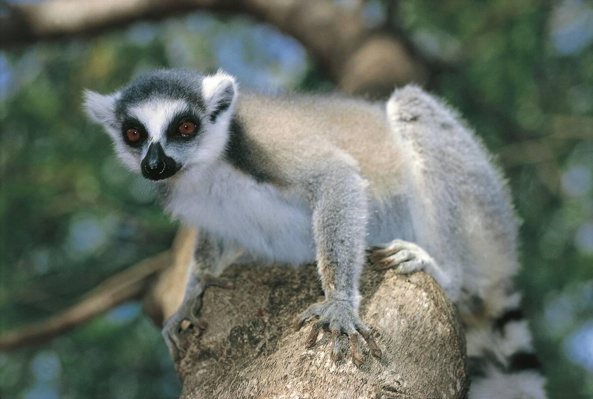 Madagascar, Ring-tailed Lemur (Lemur catta) sitting on branch
