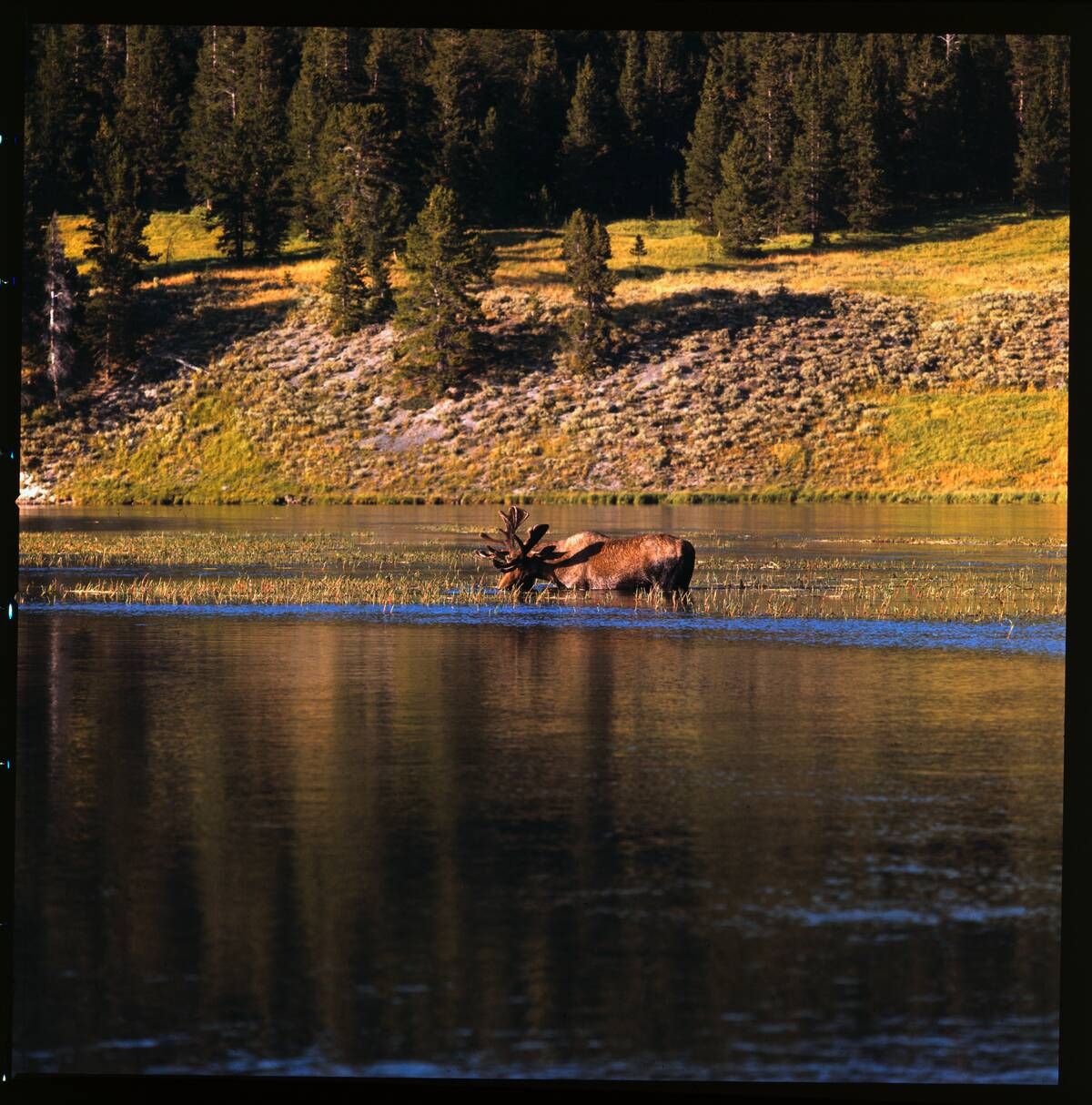 Moose Walking in Water