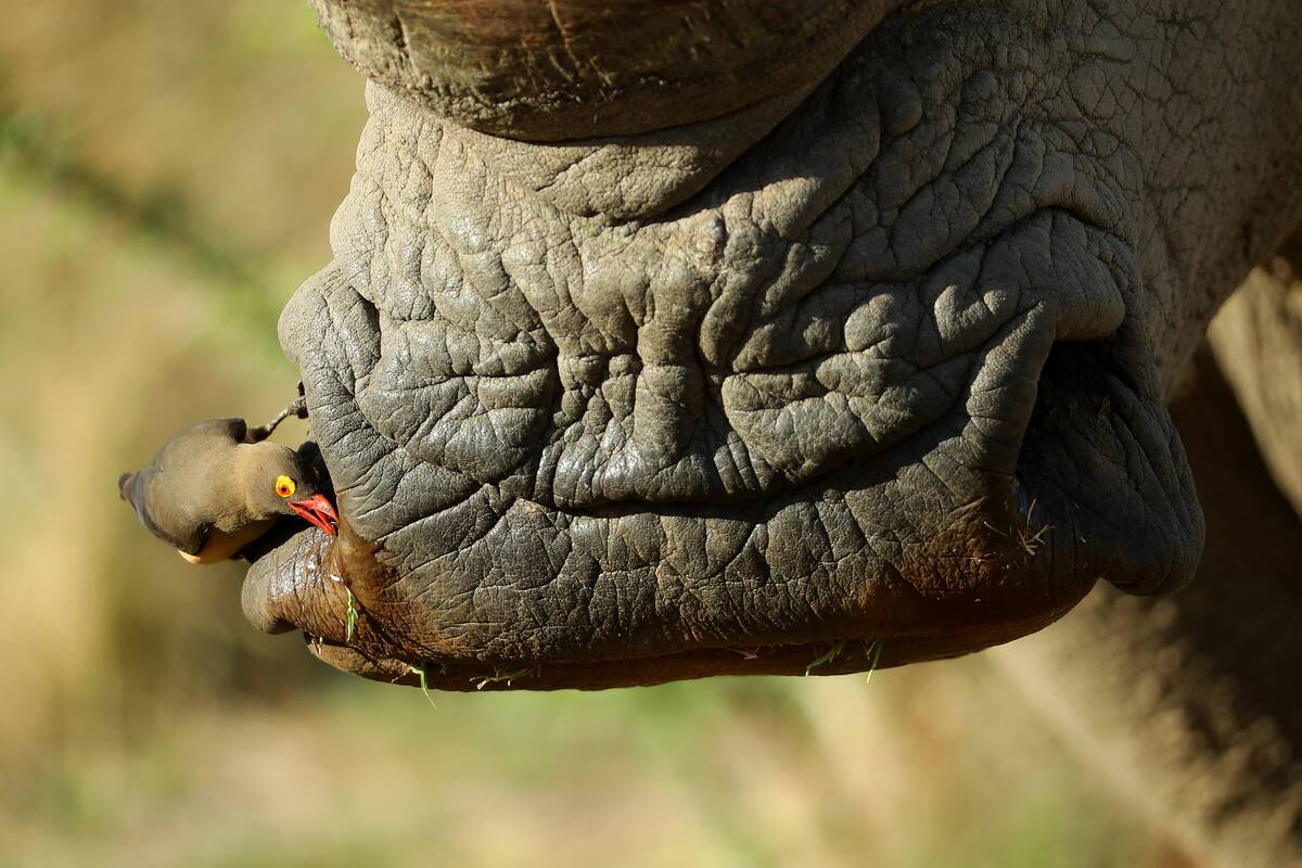 Nedbank Golf Challenge - Day Three