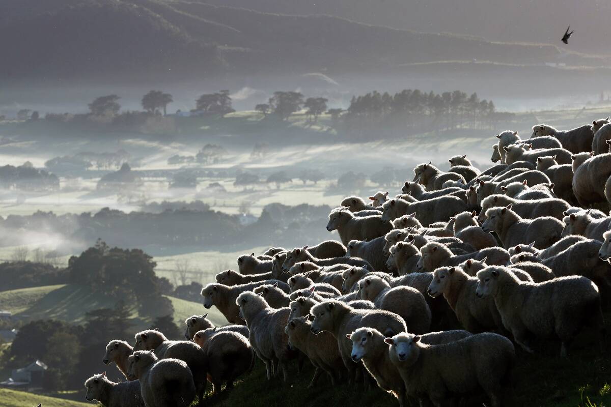 New Zealand's Sheep-to-person Ratio Falls For First Time In 170 Years