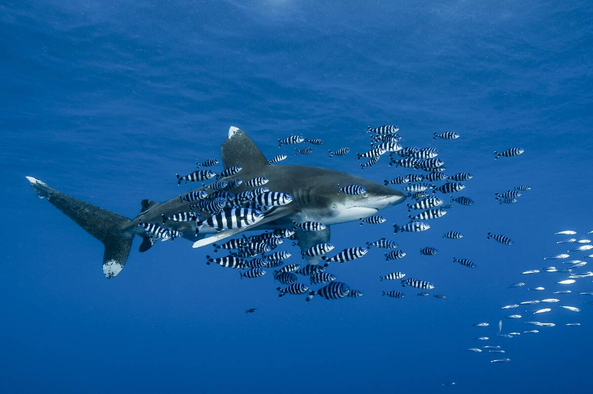 Oceanic whitetip shark followed by pilot-fish