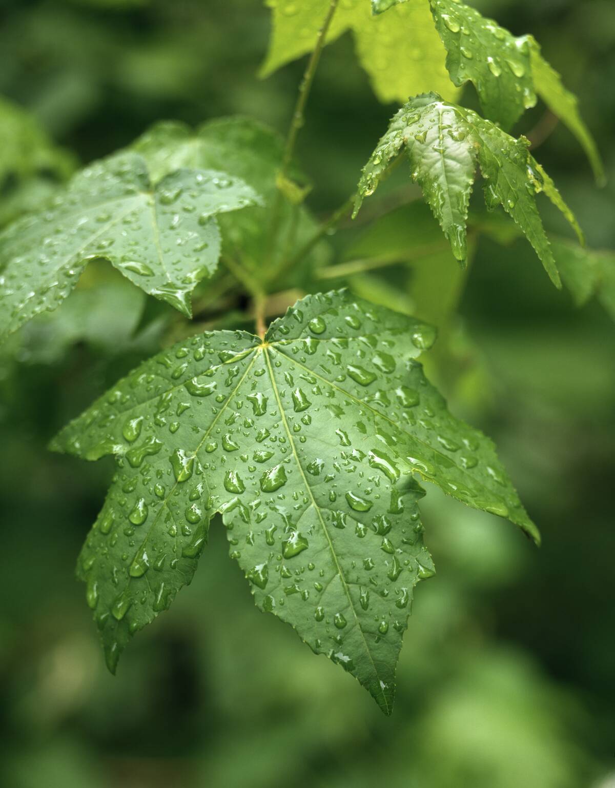 PALMATE SWEET GUM LEAVES...