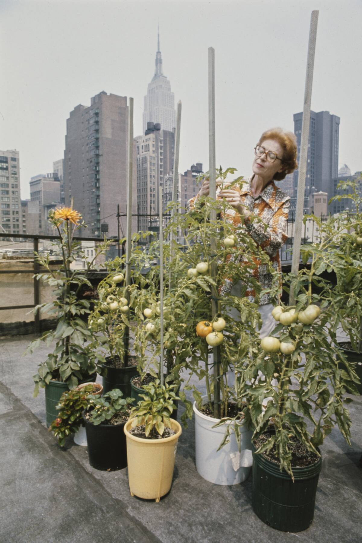 Rooftop Garden In New York