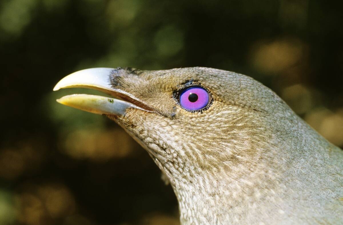 Satin bowerbird