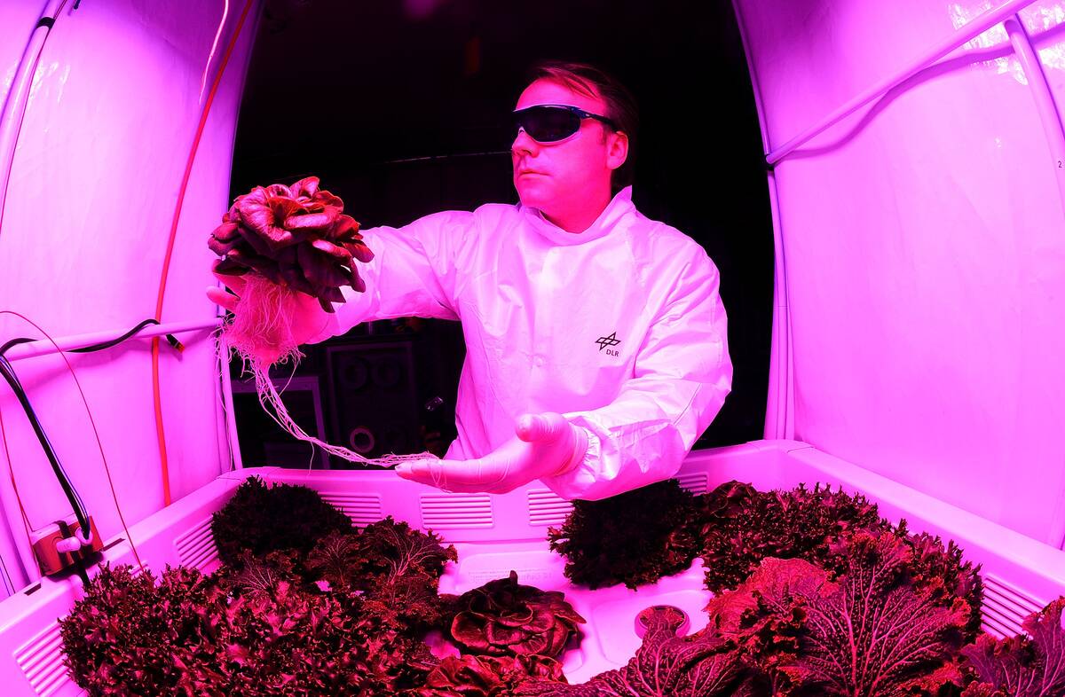 Scientists Hope To Grow Salad In Space
