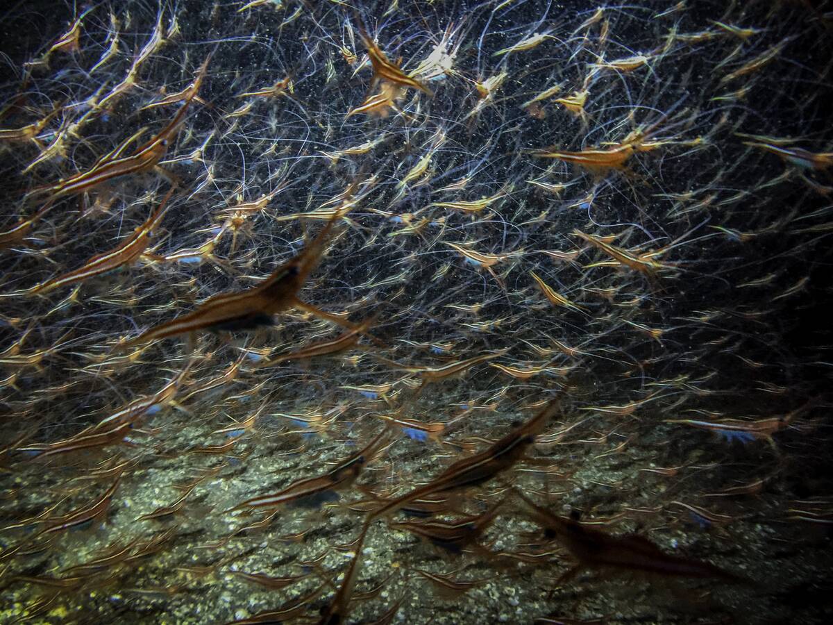 Sicily underatwer: Egadi Islands