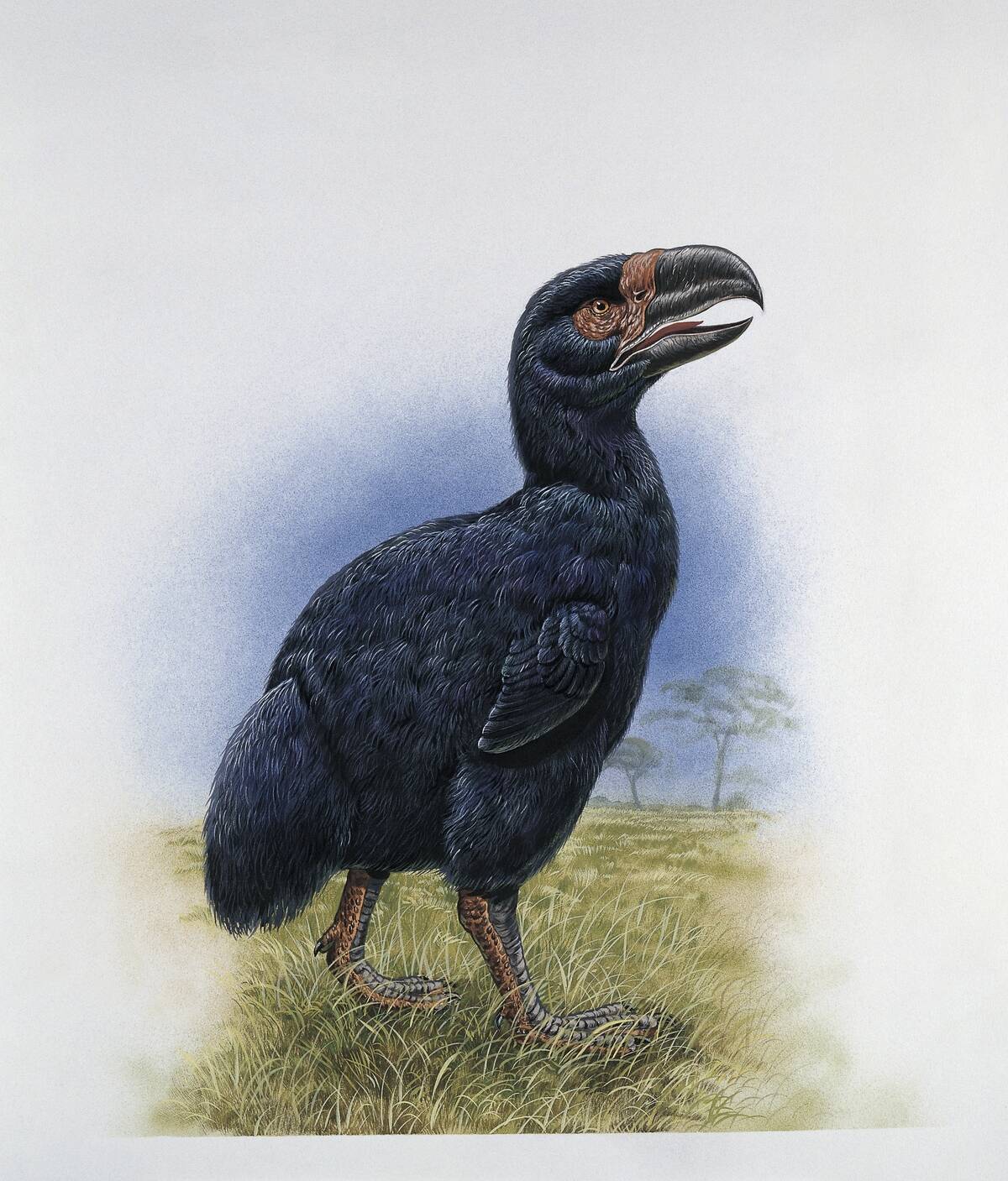 Side profile of a gastornis