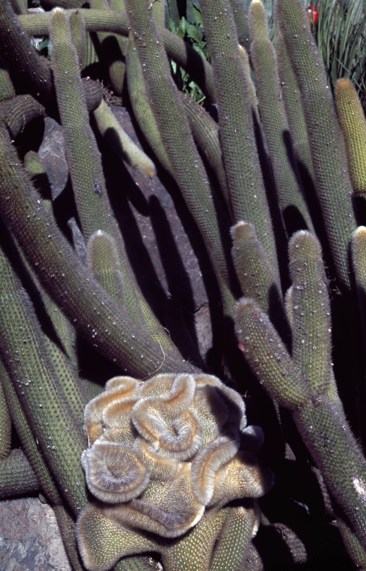 Silver torch cactus (Cleistocactus strausii)...