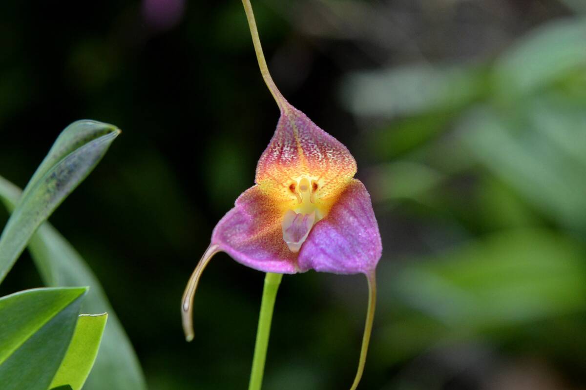 SINGAPORE-LIFESTYLE-GARDEN-ORCHIDS