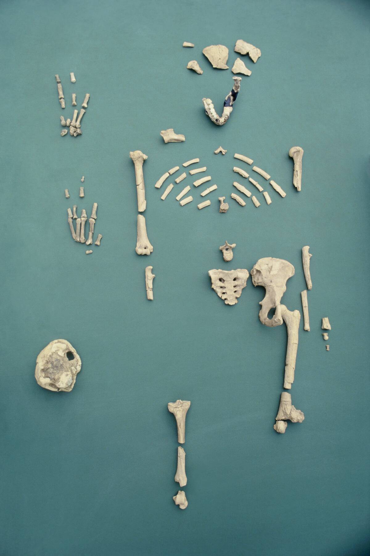 Skeleton of Lucy