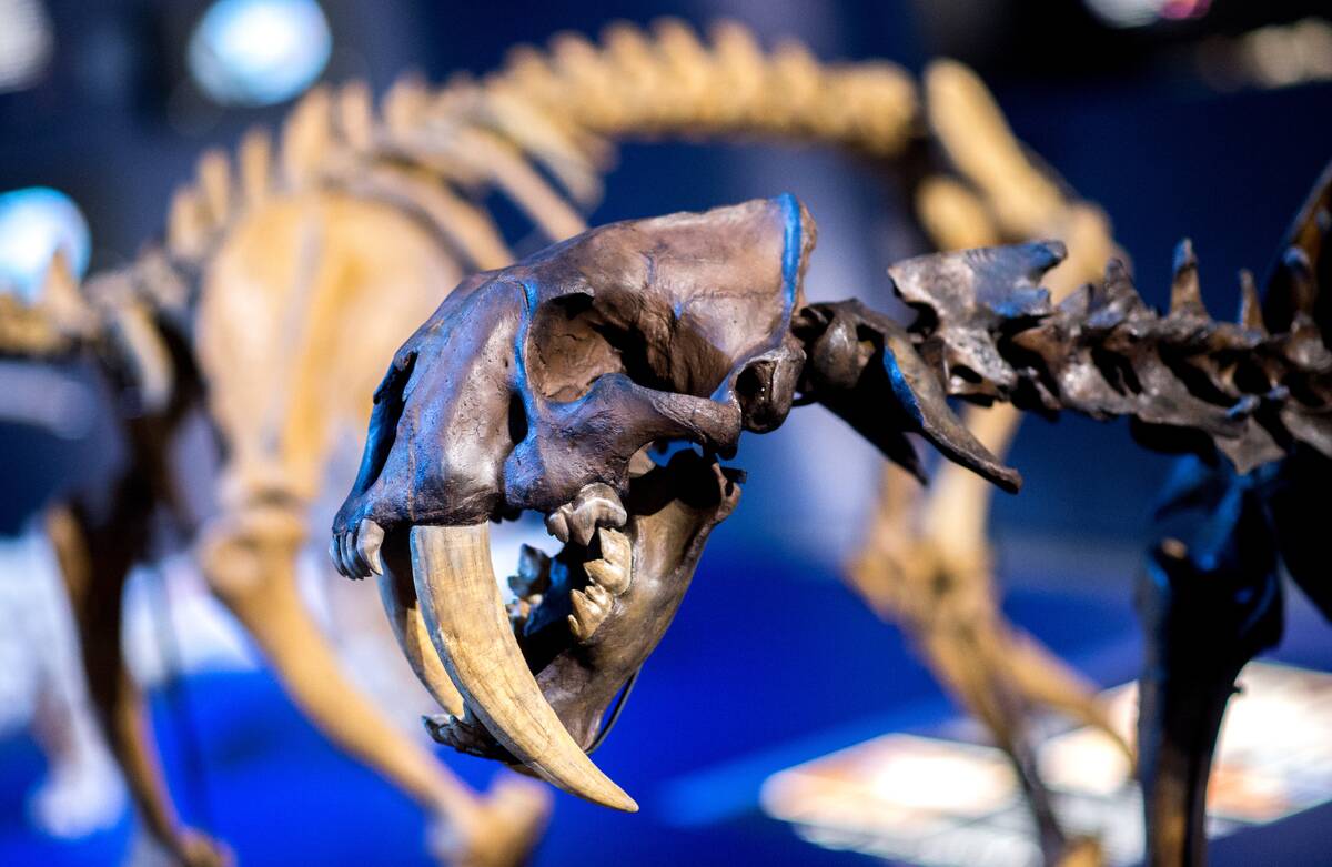 Special sabre toothed tiger exhibition in Schoeningen