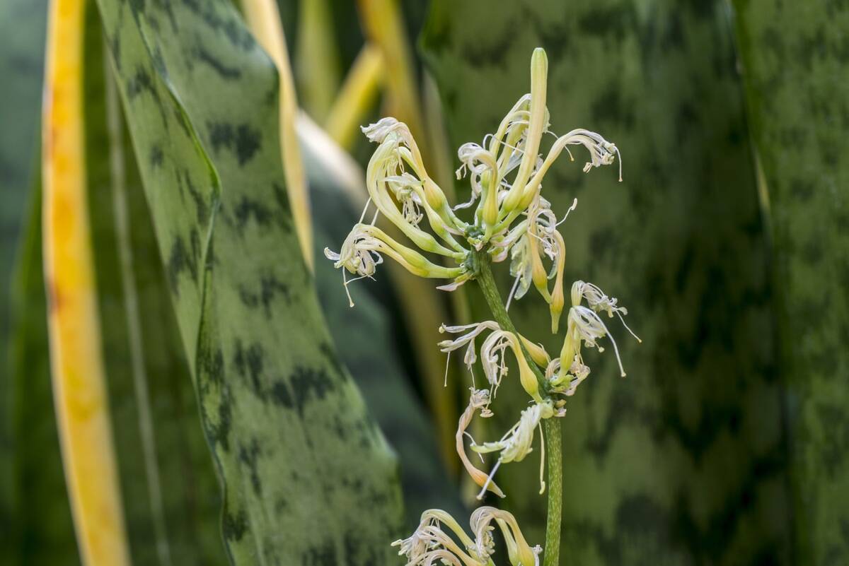 Striped mother-in-lawÕs tongue