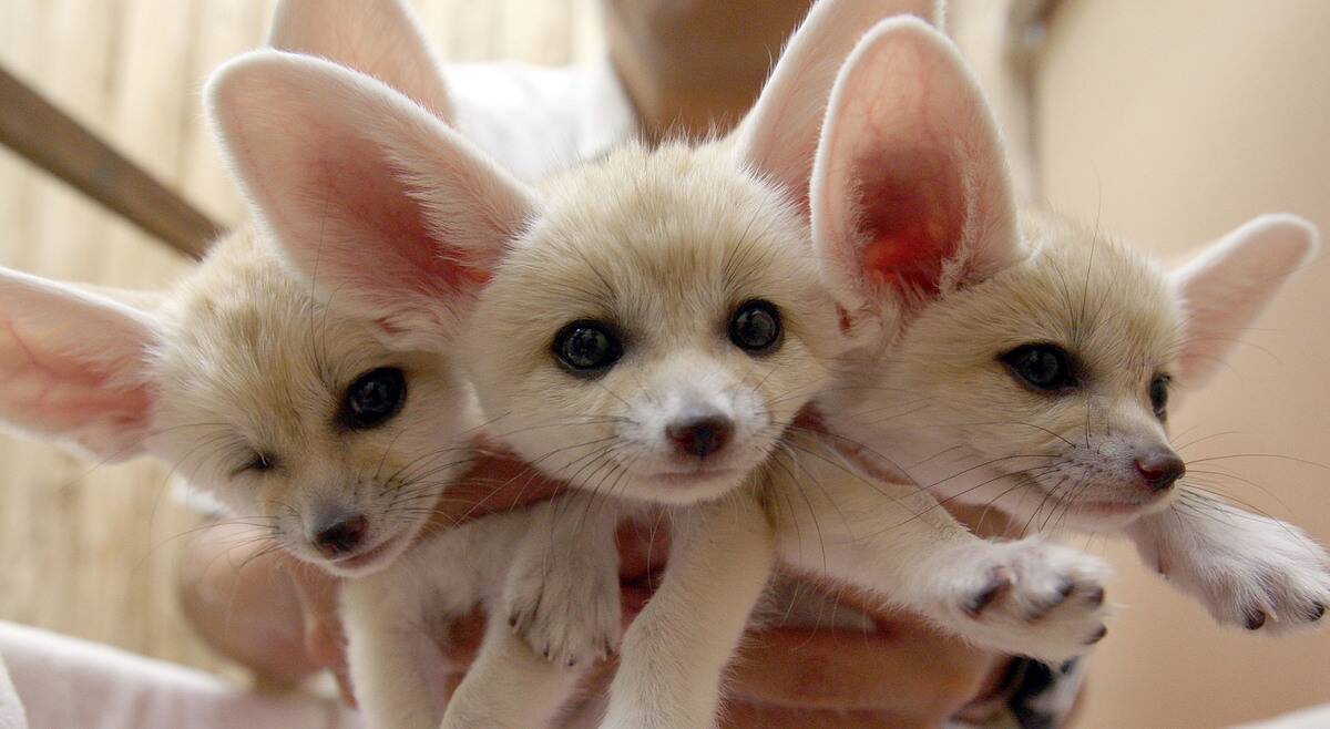 Sunshine International Aquarium Reveals Fennec Babies