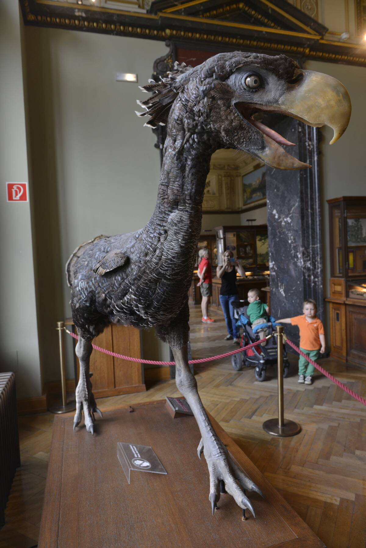 Terrorvogel Naturhistorisches Museum Wien Oesterreich
