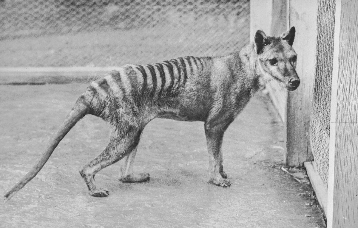 Thylacine at Beaumaris Zoo in 1936